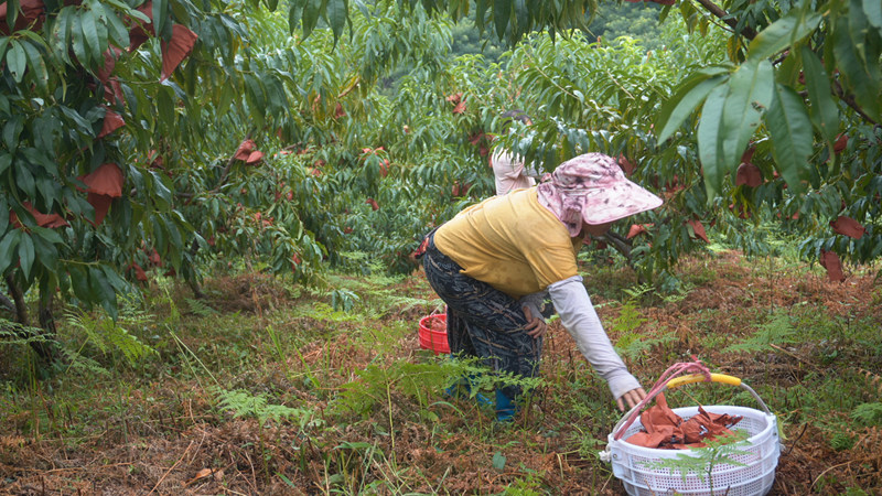 採摘黃桃。