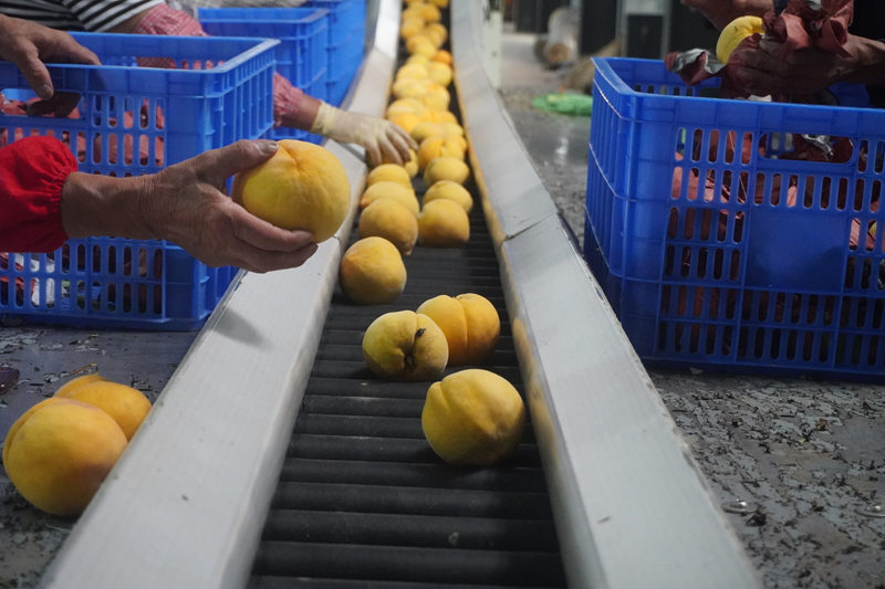 分選設備選果。