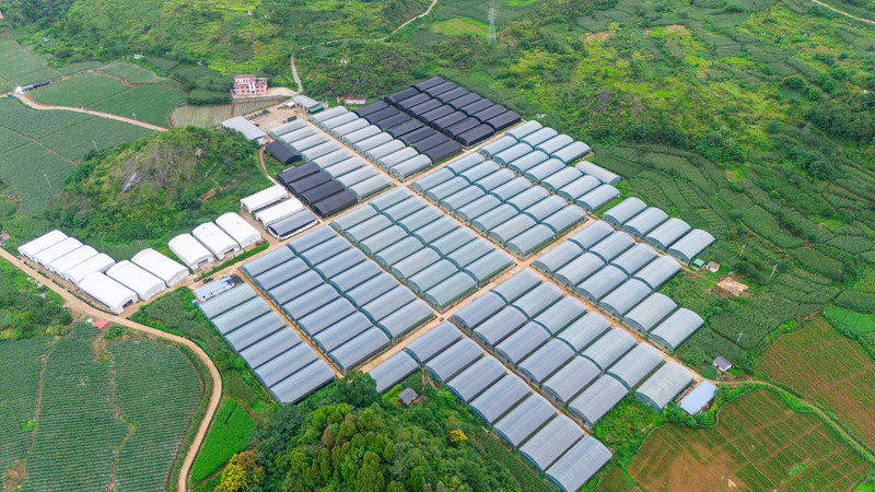 菊花种植基地。