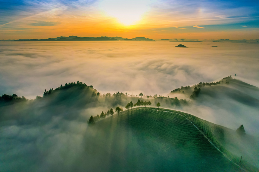 湄潭县生态茶干净茶。 黄俊摄