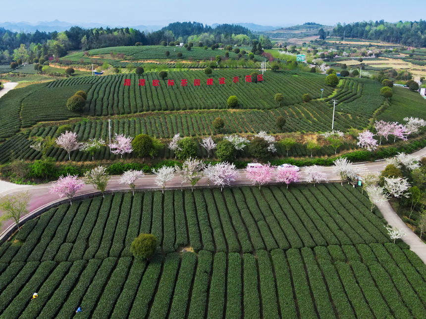 湄潭县生态茶干净茶。 黄俊摄