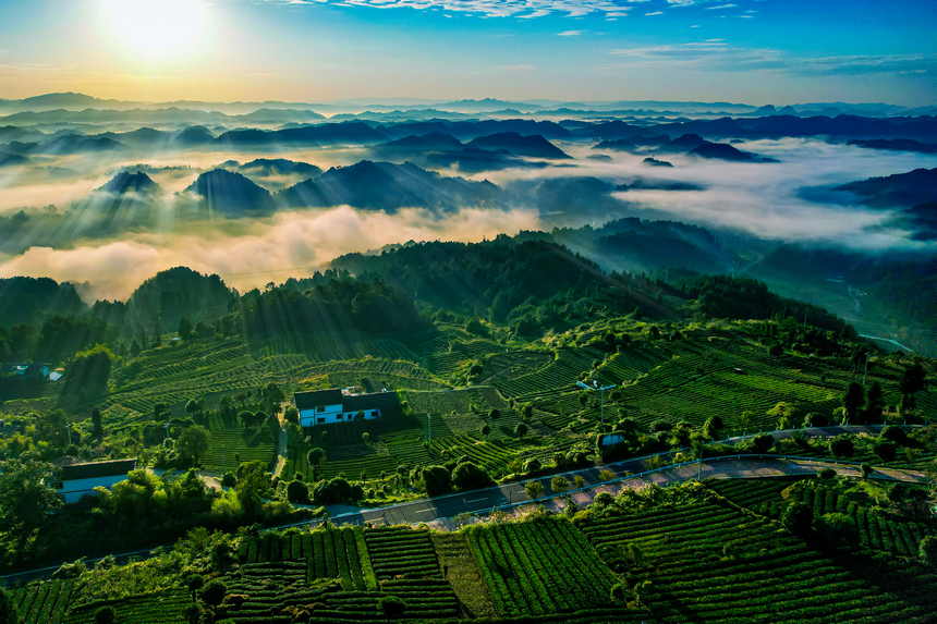 湄潭县生态茶干净茶。 黄俊摄