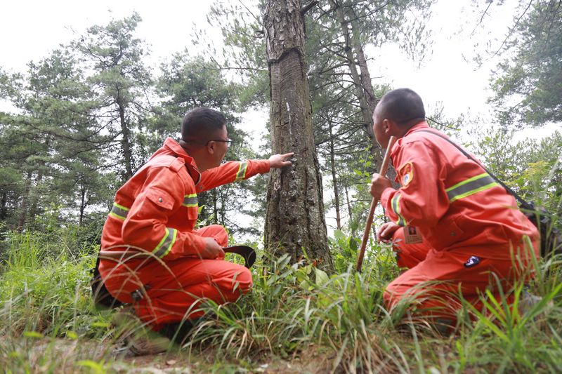 护林员正在检查树木病虫害防治情况。