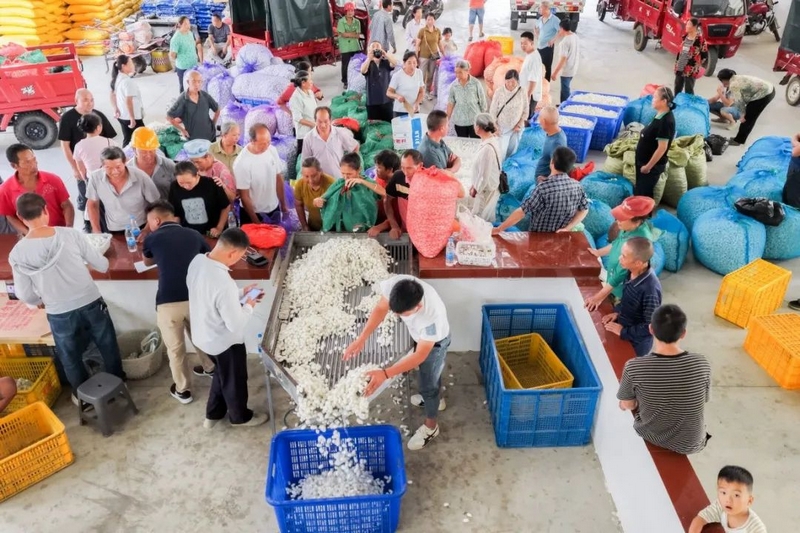 蚕茧交易现场（董峰应 摄）.jpg