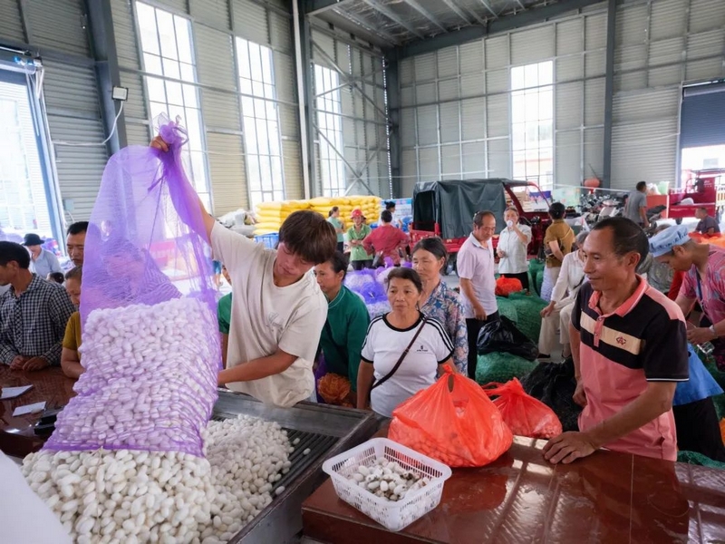 正在卖蚕茧的蚕农（董峰应 摄）.jpg