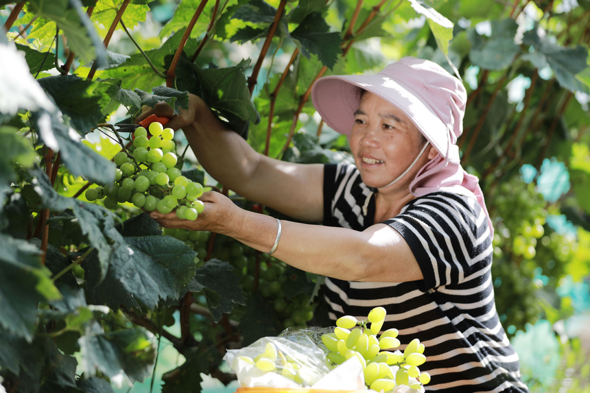 2025年8月15日，果农在贵州省黔西市杜鹃街道牌庄社区葡萄园里采摘成熟的葡萄。