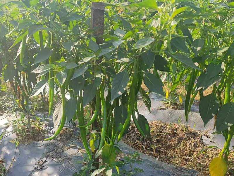 在地里还未成熟的青辣椒。
