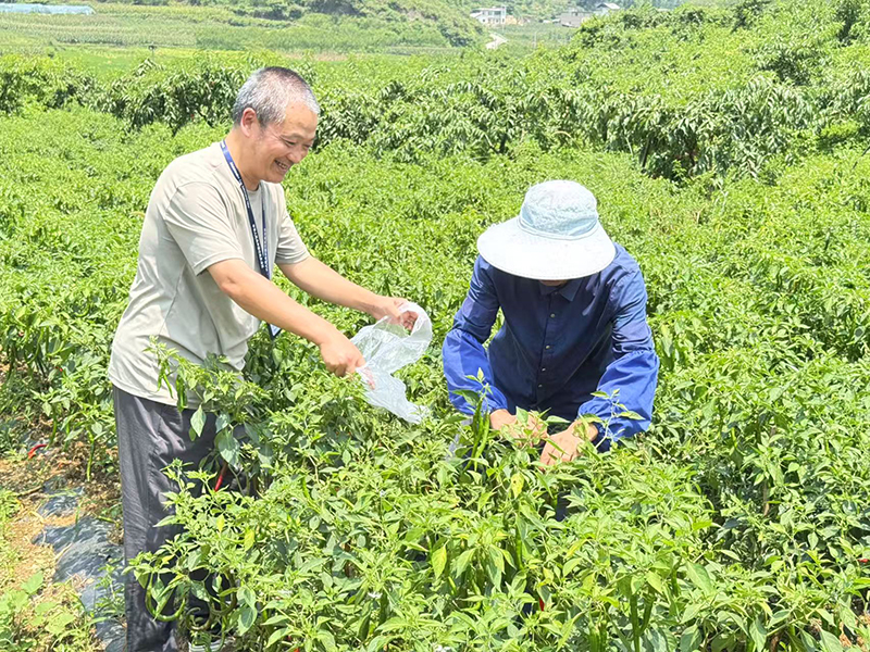 采摘辣椒。