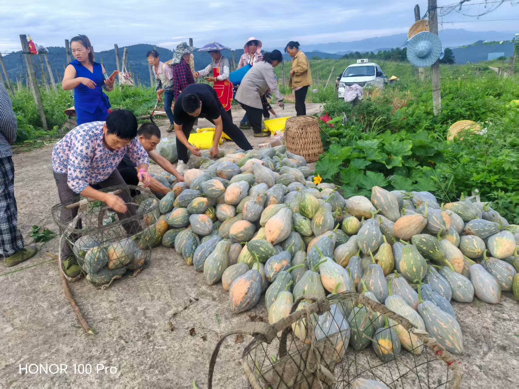 村民正在搬运南瓜。