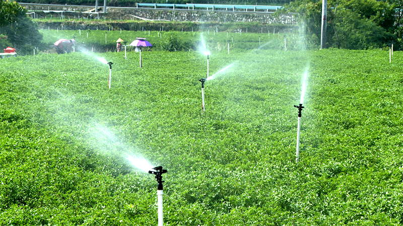 在喷灌洒下的水雾中,基地里翠绿鲜嫩的菜叶在阳光下泛着光泽。