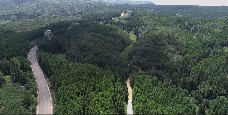 李興巧守護的林區。楊竣淇攝