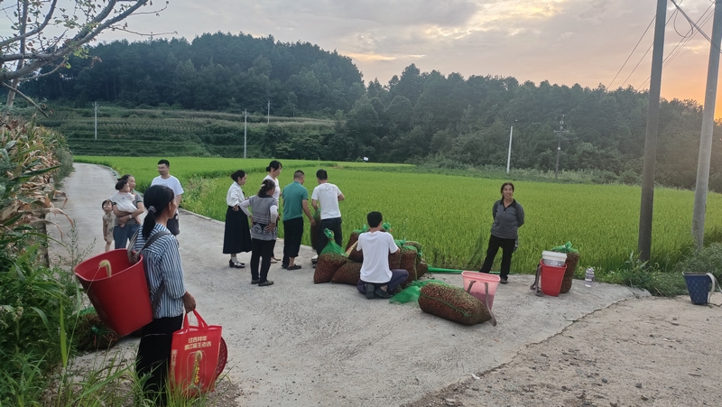 采摘好的辣椒正在称重.jpg