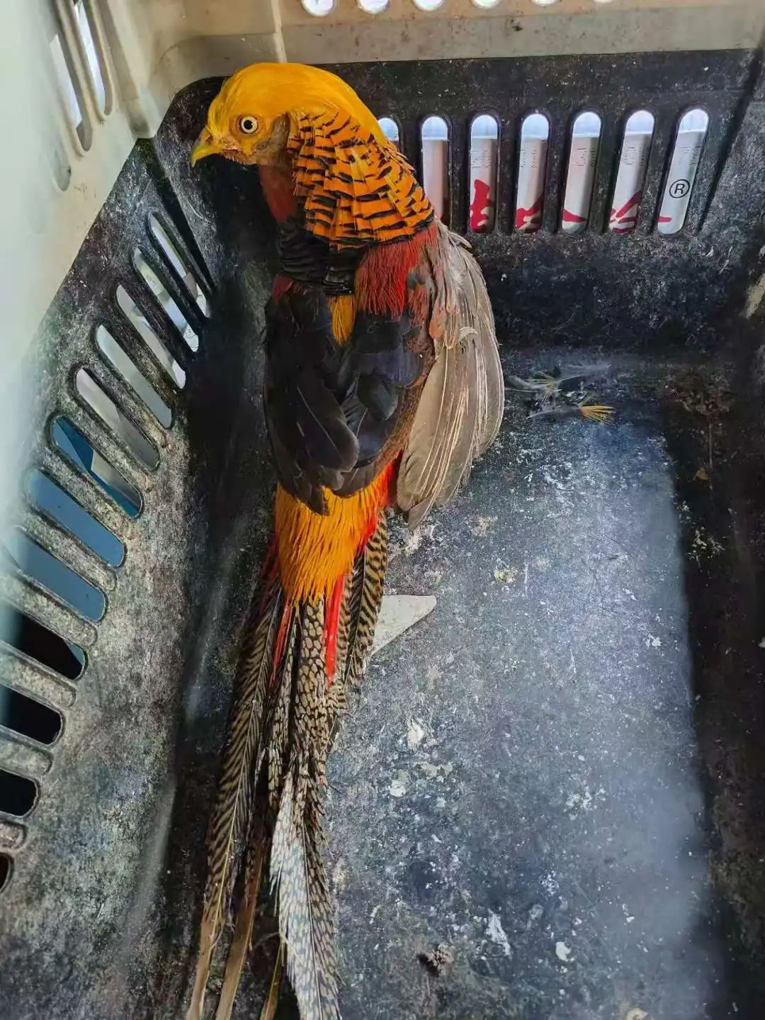 被救助的红腹锦鸡。