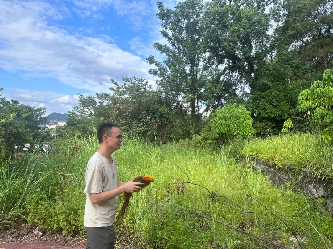 工作人员将救助的红腹锦鸡放归山林。