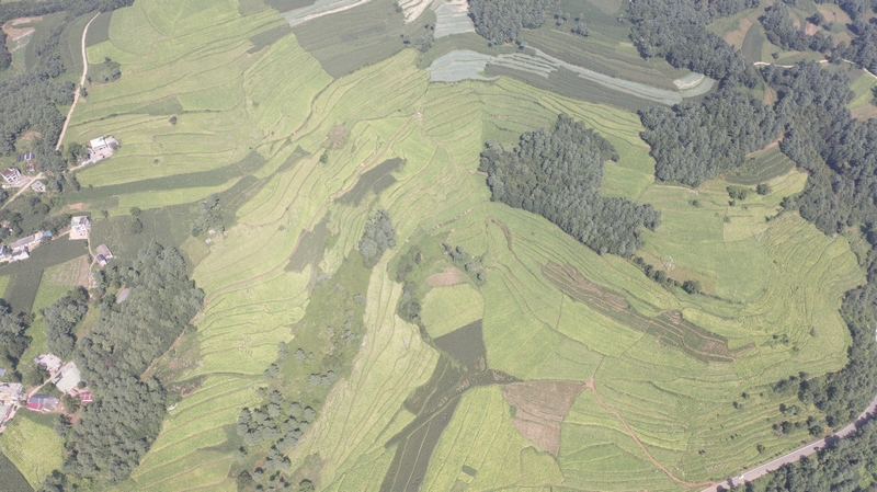 赫章縣雙坪村山地煙田。
