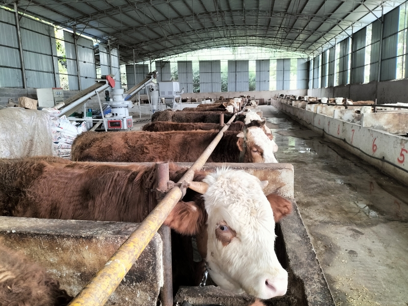 新场村肉牛养殖基地.jpg