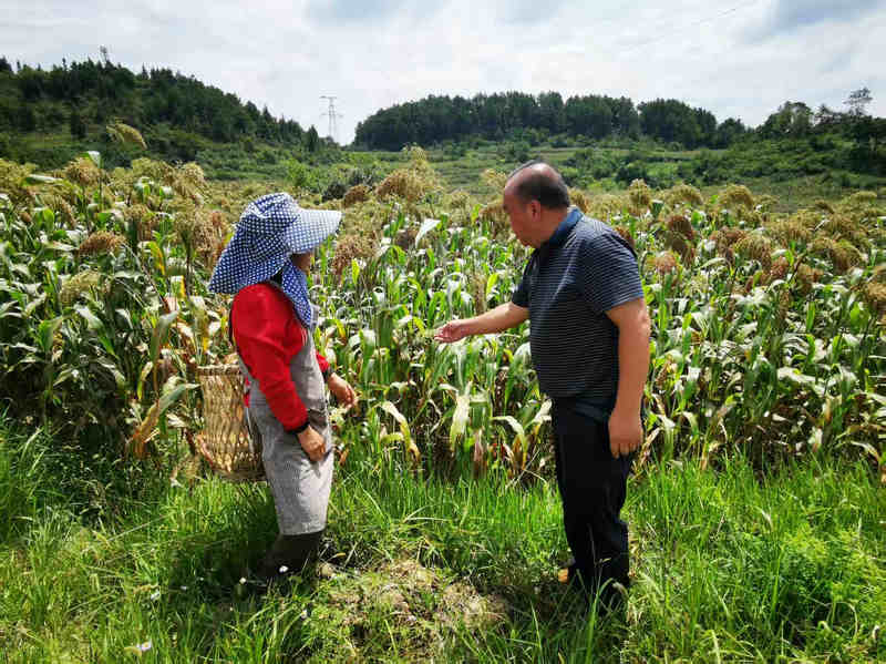 农技人员指导村民如何预防病虫害。
