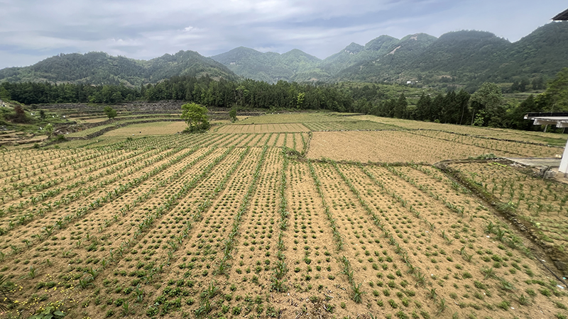 种植基地。