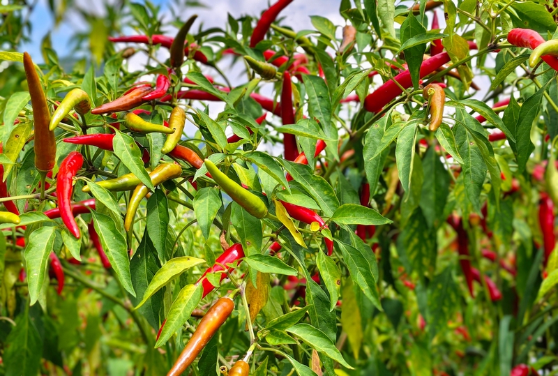 辣椒种植基地。姚瑶 摄.jpg