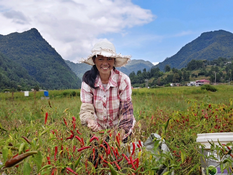 赵芝莲在基地采摘辣椒。姚瑶 摄.jpg