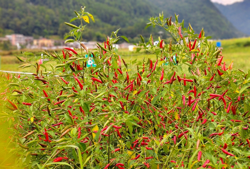 种植基地。姚瑶 摄.jpg