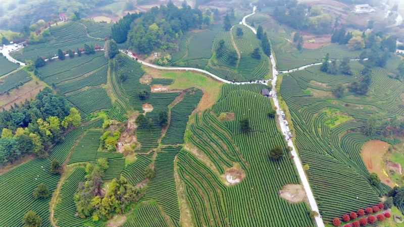 茶叶基地.jpg