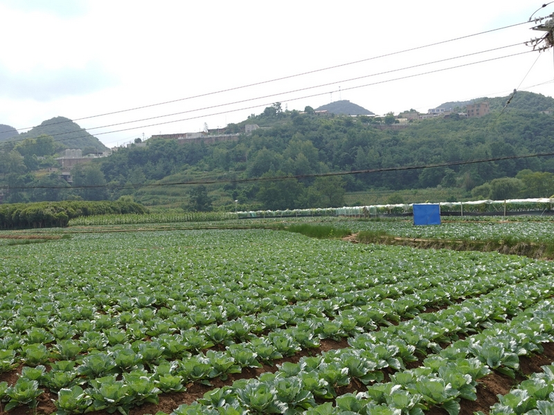 暗流鎮的蔬菜種植基地。胡約姣 攝.jpg