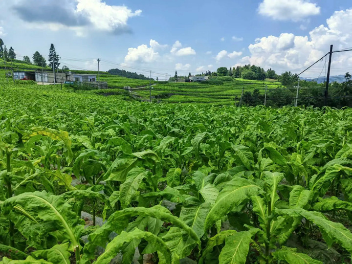 金沙县大田乡的千亩烟田。