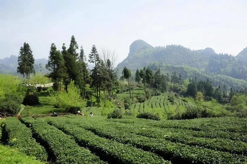 茶山。