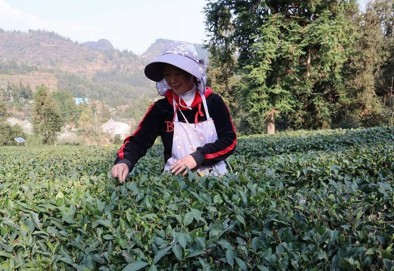 采茶。