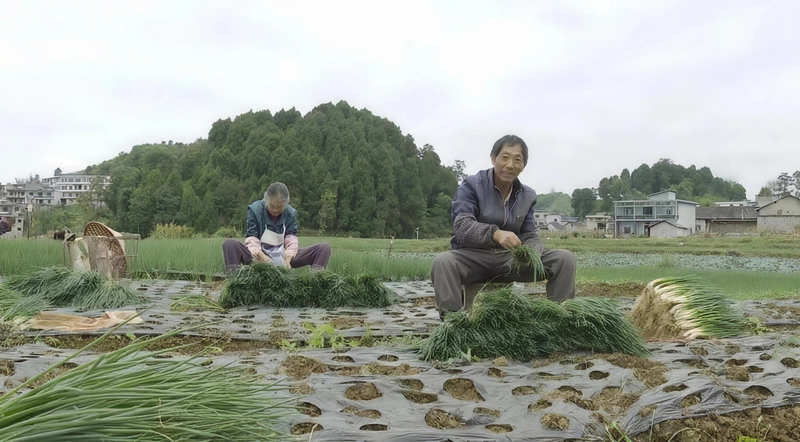村民采摘香葱。