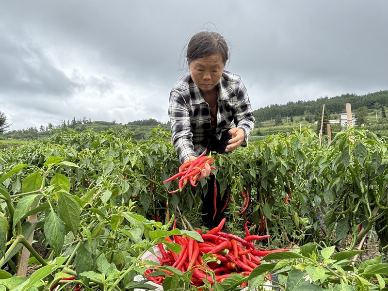 当地务工人员在基地采收辣椒.jpg