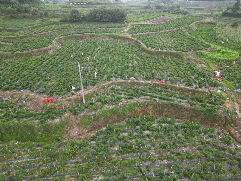 辣椒种植基地.jpg