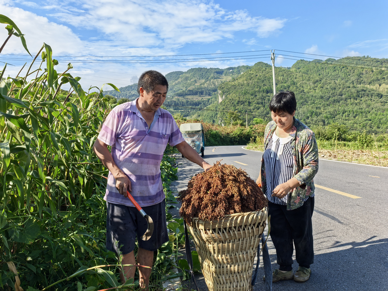 農戶正在收割高粱。