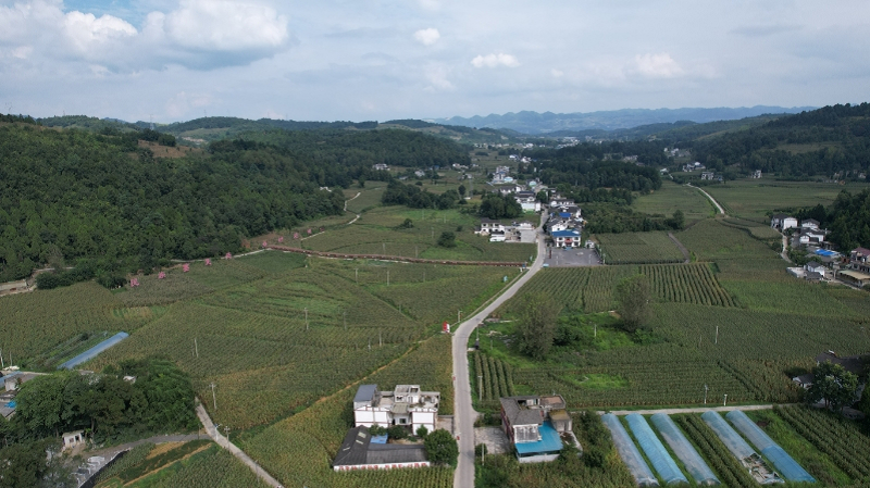 柳塘镇淹坝村千亩大豆玉米带状复合种植示范基地。金莎摄