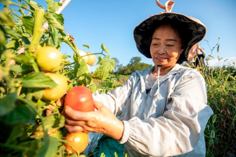 陆再芬在自家菜园采摘蔬菜。