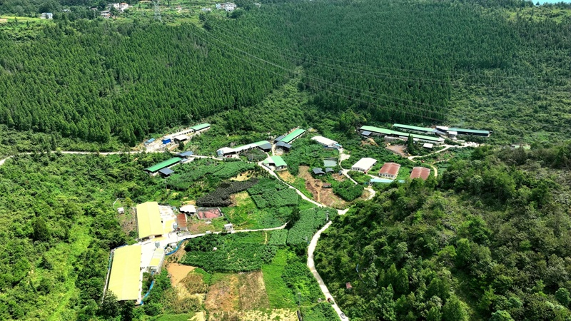 杨柳社区肉牛养殖区。