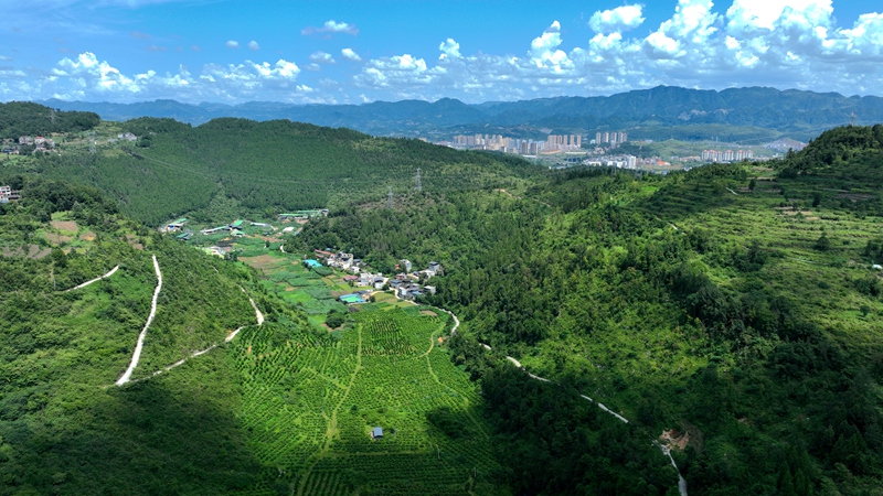 发展的精品水果产业和牧草产业。