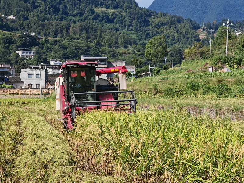 收割机穿梭梯田,机械化秋收正忙。罗金 摄