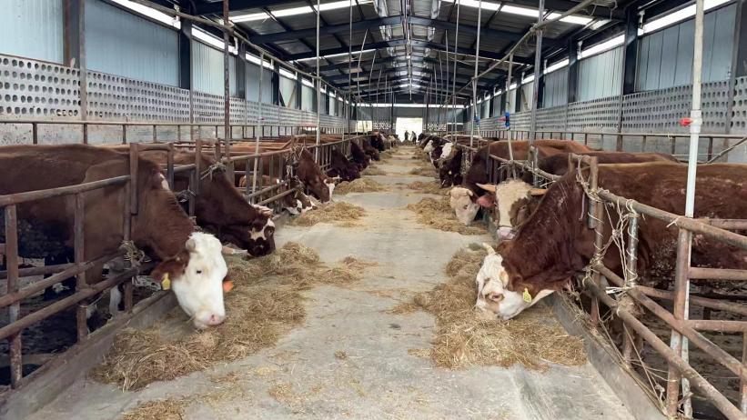 企業牛舍一隅。工行貴陽分紅供圖