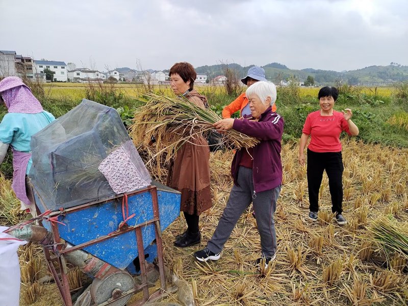 安顺市老科协领导、专家参加大黑土村秋收。仼鹏 摄.jpg