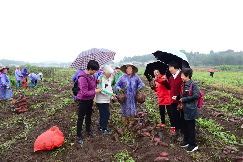 安顺市老科协支持大黑村种植红著。任鹏 摄.jpg