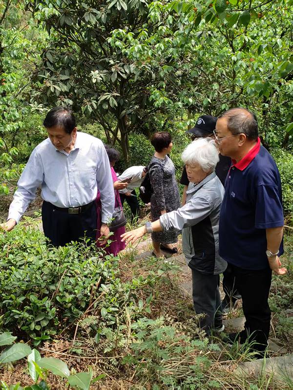 贵州省老科协、安顺市老科协领导到贵州生态黑茶集团茶园开展调研。 图片由安顺市老科协提供.jpg