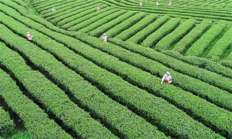 茶韵悠长 贵州铜仁奏响产业高质量发展强音。