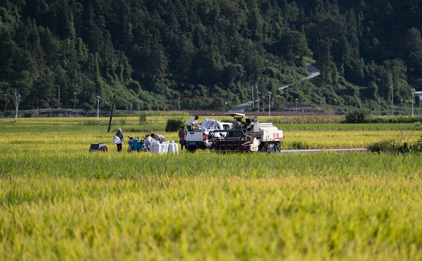 贵州碧江：3000亩稻谷迎丰收。