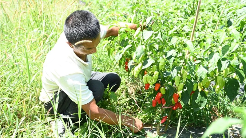 开阳县平红种植专业合作辣椒基地.jpg