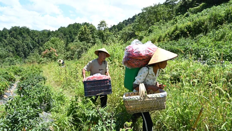 摘运辣椒.jpg