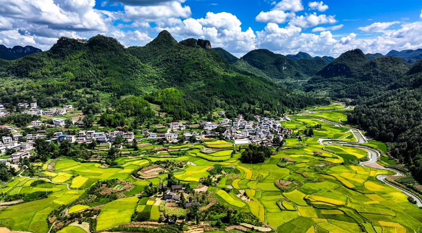 2025年8月26日拍攝的貴州省黔南布依族苗族自治州羅甸縣邊陽鎮栗木村稻田一景。