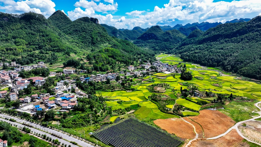 2025年8月26日拍摄的贵州省黔南布依族苗族自治州罗甸县边阳镇栗木村稻田一景。