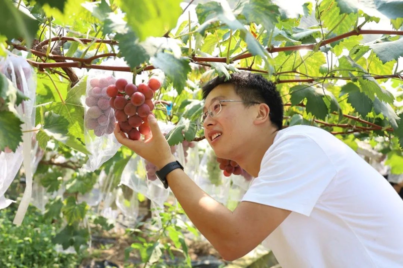 游客體驗葡萄採摘樂趣.jpg